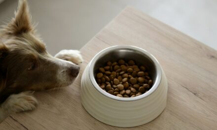 Global Dog Food Market Projected to Hit $53.88 Billion by 2028