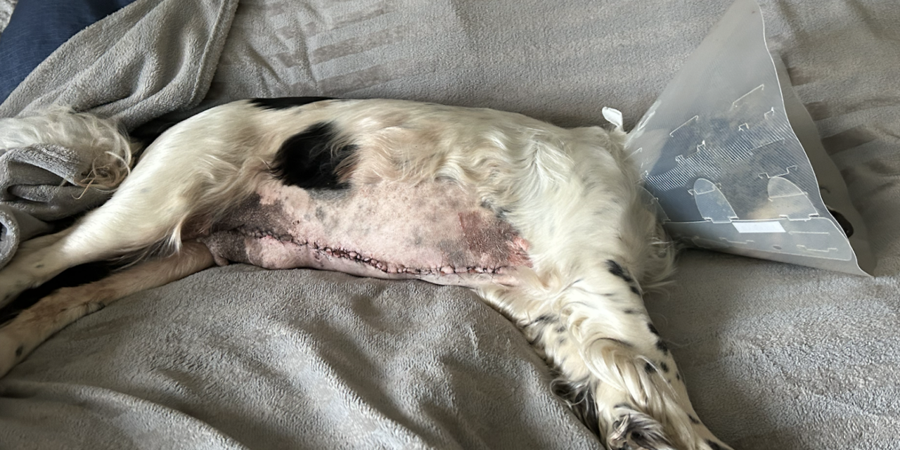 RSPCA Appeals for Funds to Cover Surgery Costs for Abandoned Dog