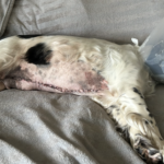 RSPCA Appeals for Funds to Cover Surgery Costs for Abandoned Dog