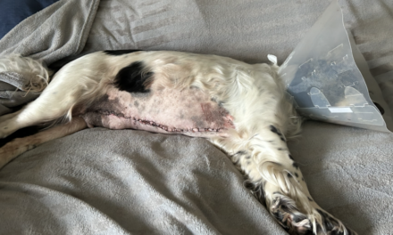 RSPCA Appeals for Funds to Cover Surgery Costs for Abandoned Dog