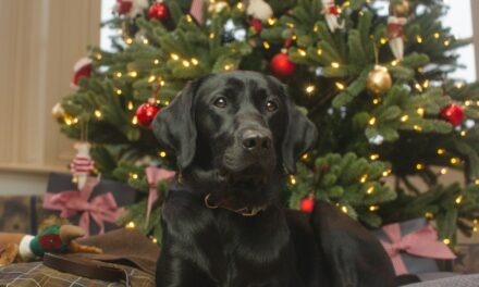 How Brits Include Animals in Christmas Celebrations