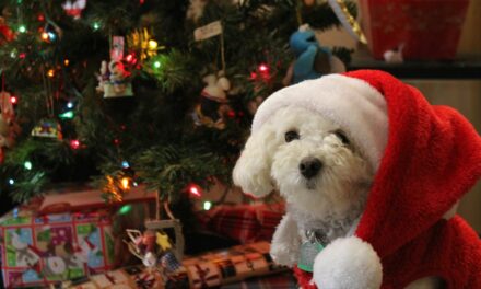 BSAVA PetSavers Launches Match Funding Campaign for Christmas