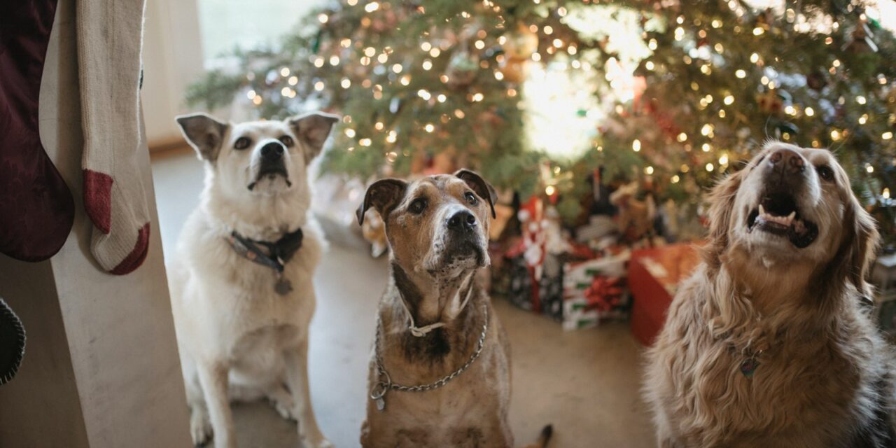 UK Pet Owners Set to Spend Average of £68.20 on Pets This Christmas