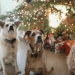 UK Pet Owners Set to Spend Average of £68.20 on Pets This Christmas