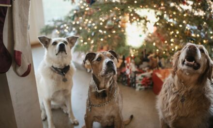 UK Pet Owners Set to Spend Average of £68.20 on Pets This Christmas