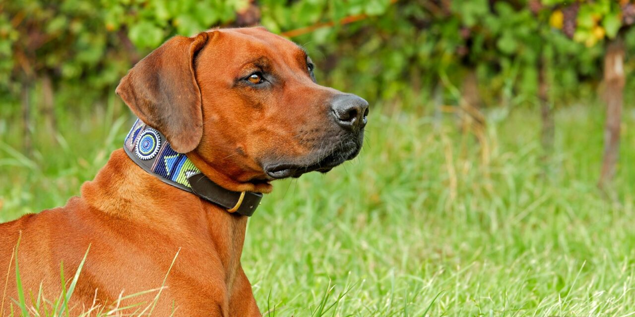 Kennel Club Approves DNA Testing Scheme for Rhodesian Ridgebacks