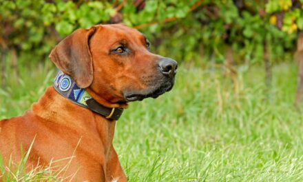 Kennel Club Approves DNA Testing Scheme for Rhodesian Ridgebacks