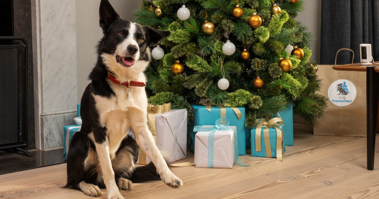 Ring Partners with Dogs Trust to Bring Festive Cheer to Foster Dogs